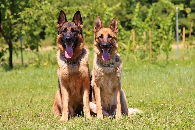 herder