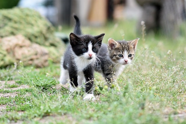 Waarom royal canin de favoriete keuze is voor huisdiervoeding